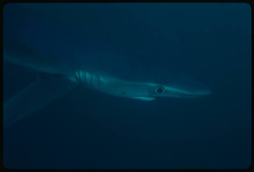 Close up of head of blue shark