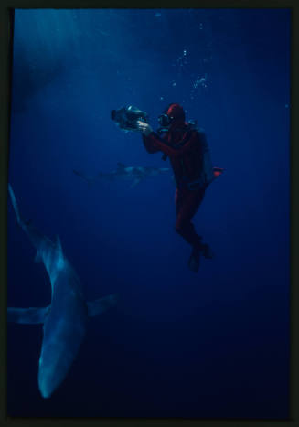 Diver likely Ron Taylor and two blue sharks