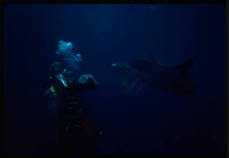 Diver in mesh suit and blue shark turning towards diver