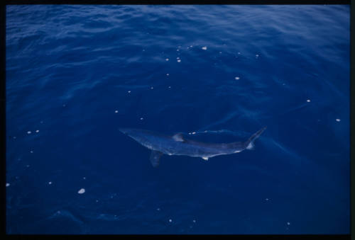 Blue shark near surface of water