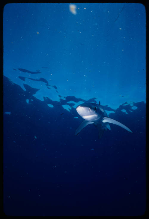 Blue shark swimming towards camera