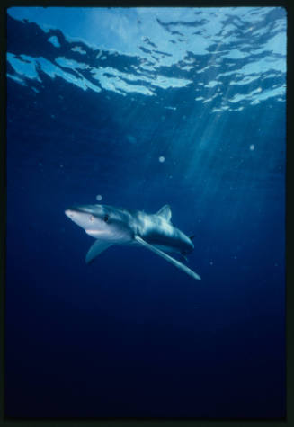 Blue shark swimming to left of camera