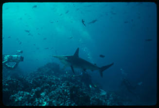 Three divers and a hammerhead shark