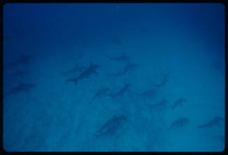 School of hammerhead sharks along seafloor