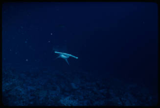 Hammerhead shark swimming towards camera