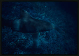 Hammerhead shark swimming above seafloor