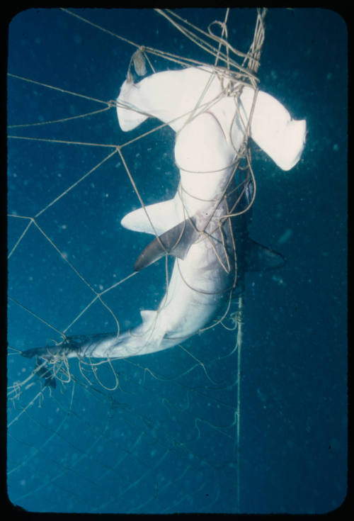 Hammerhead shark tangled in a net