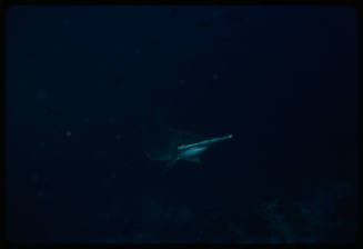 Hammerhead shark swimming towards camera