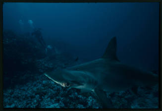 Hammerhead shark near camera and diver in distance