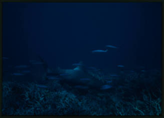 Hammerhead shark with head in coral