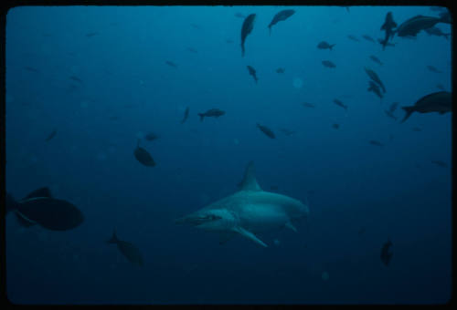 Hammerhead shark in water filled with small fish