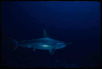 Hammerhead shark