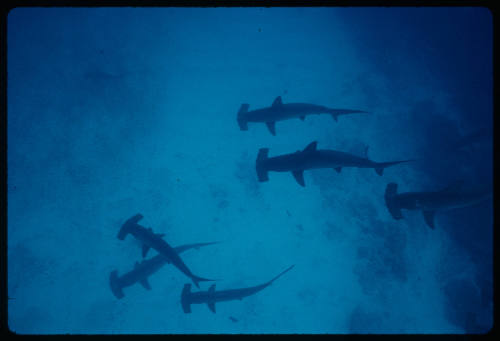 Six hammerhead sharks