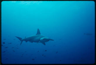 Hammerhead shark with many small fish