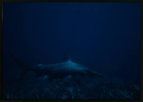 Hammerhead shark swimming above coral