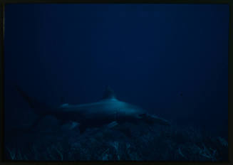 Hammerhead shark swimming above coral