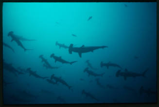 School of hammerhead shark swimming above camera