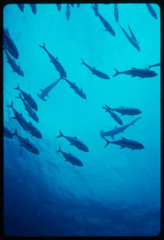 School of fish with two hammerhead sharks in distance