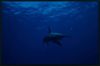 Hammerhead shark swimming towards camera