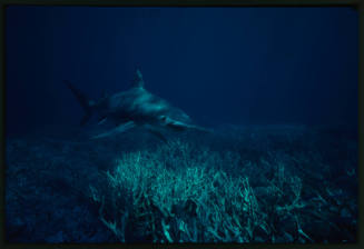 Hammerhead shark swimming above coral