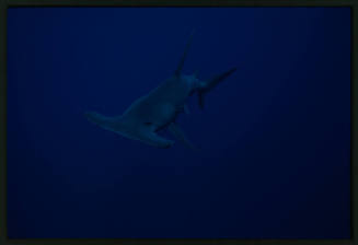 Hammerhead shark swimming towards camera