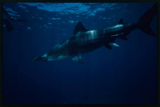 Hammerhead shark with feet of a diver