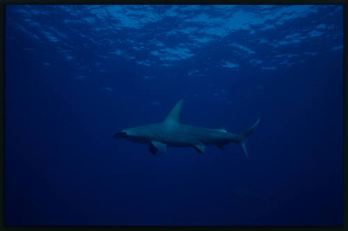 Hammerhead shark with another in distance