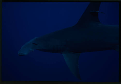 Close up on front half of hammerhead shark