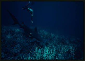 Hammerhead shark and diver likely Valerie Taylor swimming down towards it