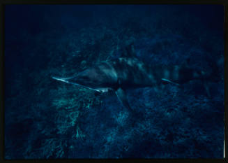 Hammerhead shark swimming up towards camera