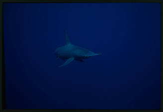 Hammerhead shark