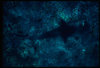 Hammerhead shark swimming near seafloor