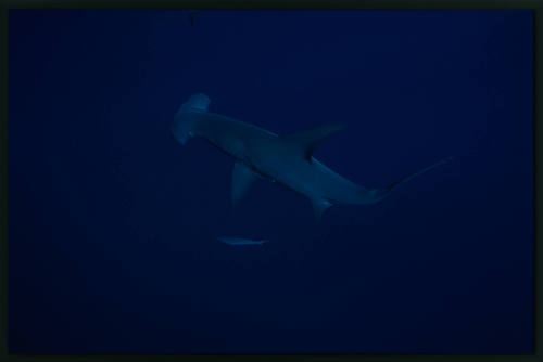 Hammerhead shark