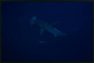 Hammerhead shark