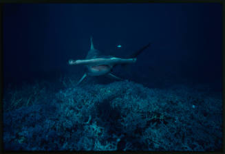 Hammerhead shark swimming towards the camera