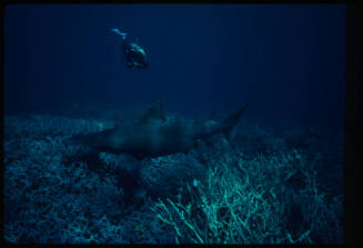 Valerie Taylor pointing camera at hammerhead shark