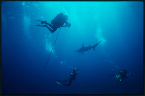 Hammerhead shark and three divers