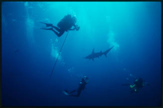 Hammerhead shark and three divers