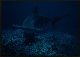 Hammerhead shark swimming towards camera