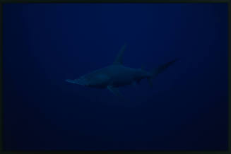 Hammerhead shark