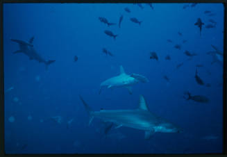 Five hammerhead sharks amongst small fish