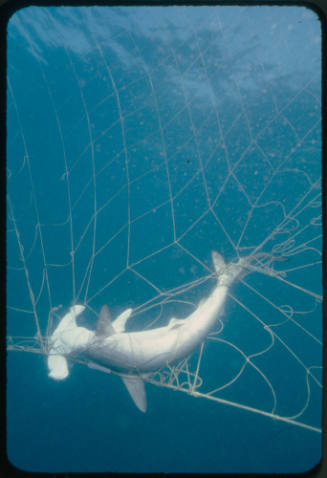 Hammerhead shark caught in a net