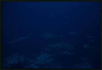 School of hammerhead sharks near seafloor