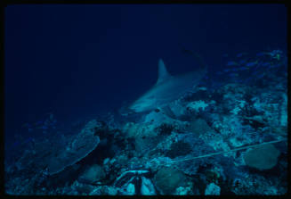 Hammerhead shark swimming along seafloor