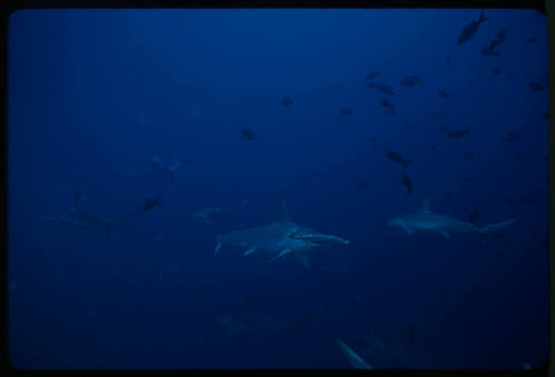 School of hammerhead sharks among small fish