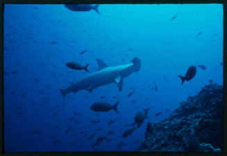 Hammerhead shark amongst school of smaller fish