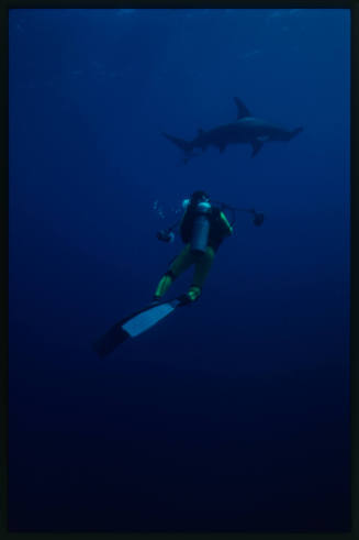 Diver and hammerhead shark