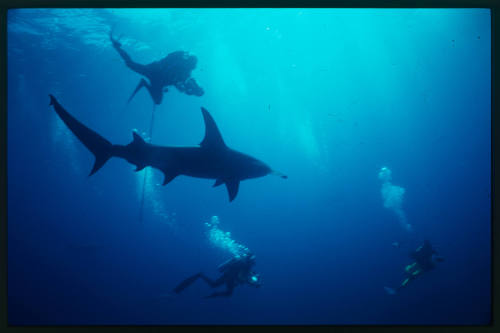 Three divers and a hammerhead shark