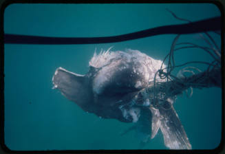 Fish carcass hanging on net