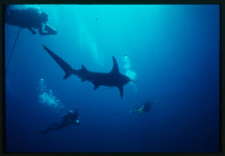 Hammerhead shark and three divers